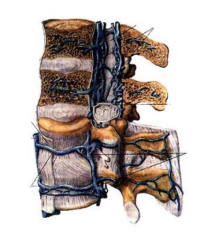 Наружные и внутренние позвоночные сплетения (plexus venosus venebraiis extemus et plexus venosus venebraiis interims)